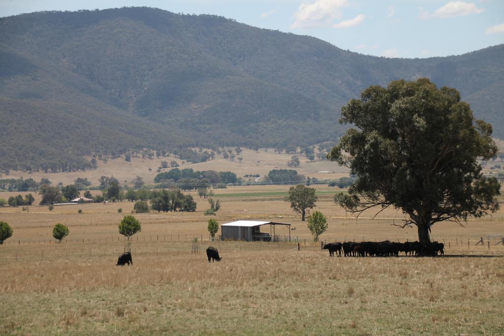Mountain View Motel Corryong Eksteriør billede